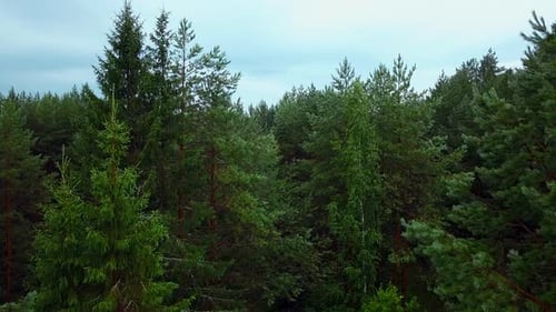 A narrow dirt road in the middle of the forest