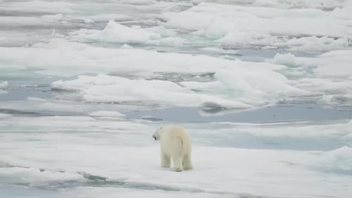 Solitary Polar Bear Traversing Fragmented Sea Ice and Snowcovered Floes in a Remote Frozen Seascape