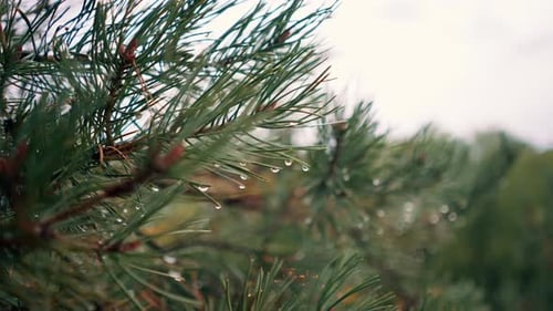 close-up of pine tree branch needles with cone in the field wobbling in the wind near the lake