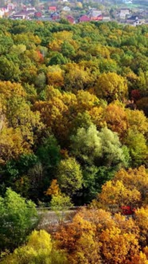 Forêt incroyable sur fond de village. Des arbres magiques aux couleurs vives de la forêt
.