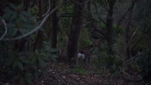 Deer Standing Quietly in a Dense Forest