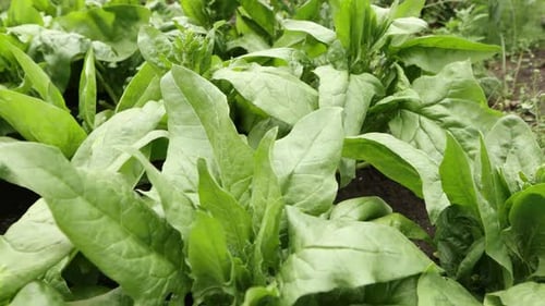 Growing spinach.
