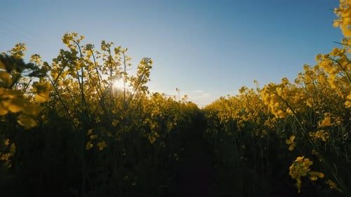 Picturesque Field of Blooming Rapeseed View From Below Agricultural Landscape