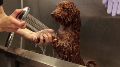 bathing red poodle in bathroom of grooming salon or veterinary center, groomer is washing dog