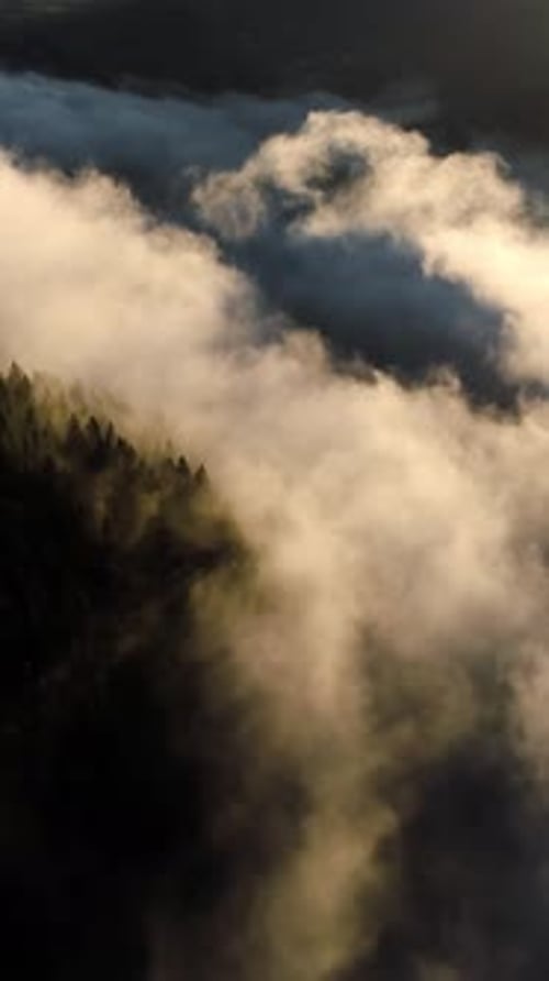 Écran vertical : forêt européenne dense par temps brumeux, vue aérienne