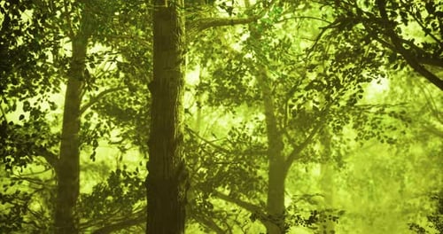 Sunlight Filtering Through Dense Green Forest Foliage in the Early Morning