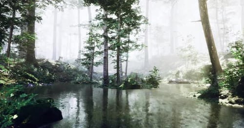 Calm Forest Pond Surrounded By Misty Trees During a Quiet Morning