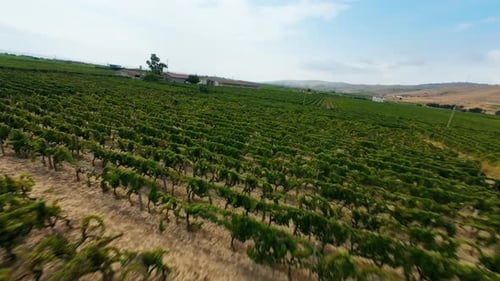 Drone Footage of Green Vineyard Landscape in Daytime