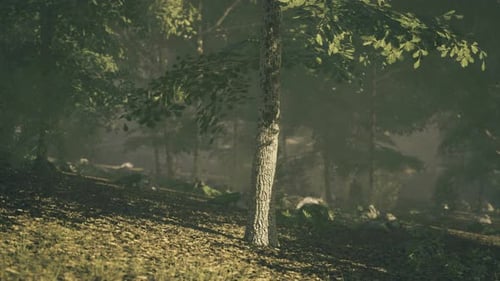 Nature Scene with Sunlight Filtering Through Trees in a Serene Forest Area