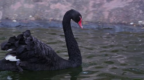 Schwarzer Schwan schwimmt auf der Oberfläche eines Teiches