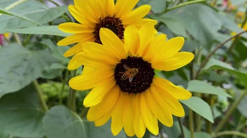 A bee collects nectar from a bright yellow sunflower in a garden on a sunny day