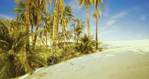 Lush Tropical Palm Trees Lining a Beautiful Sandy Beach Under Clear Skies