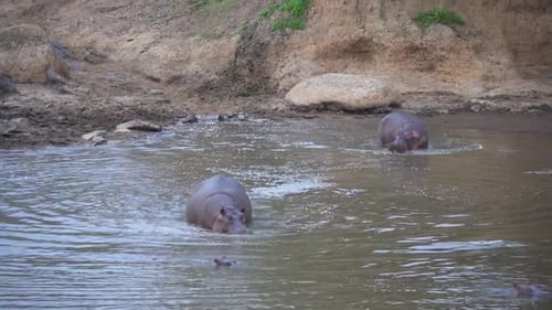 Hippos getting into water at the edge of a river