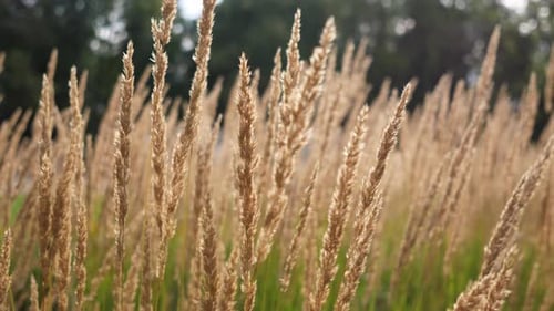Wind Blowing Feather Grass