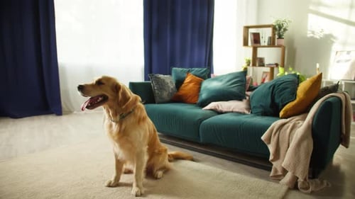 Golden Retriever Sitting Calmly at Home