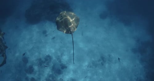 Stingray Underwater in Maldives Sting Ray Swims in Tropical Blue Sea
