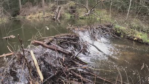 Artificial Dam in the Forest on the River River Made By a Beaver