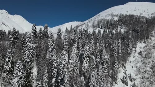 Aerial Snowcovered Mountainside with Fir Trees and Traces of Skis