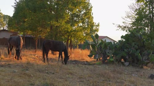 Equine horses eating dry grass grass next to big tree on the farm in the prairie field with nopales