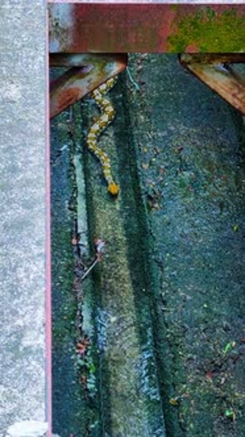 Python réticulé à tête jaune rampant dans des eaux peu profondes à travers un drain en béton étroit.