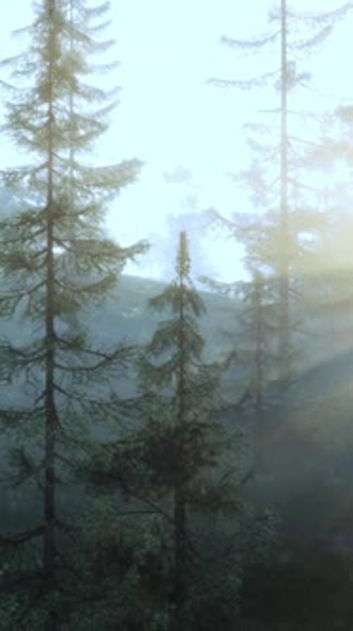 Sunlight Streaming Through Trees in a Lush Forest