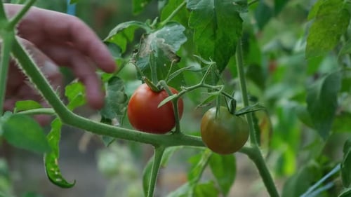 Landwirt erntet Kirschtomaten im Gewächshaus, Gemüseanbau, reifer, frischer, leckerer Gemüseanbau