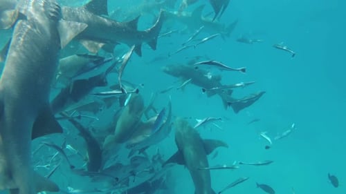 Sharks and Fish in the Ocean Waters Nurse Sharks or Ginglymostoma Cirratum