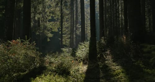 Fascinating Nature and Beauty of the Forest Warm Summer Weather Incredibly Beautiful Natural Nature