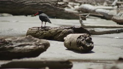 Black Bird with Red Beak Standing on Beach Log