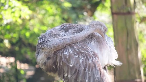 A Young Ostrich Preens Its Feathers in an Open Enclosure on a Farm