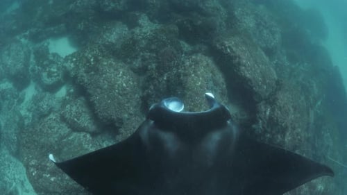 A freediver sweeping down on a large Manta Ray as it swims across a coral reef