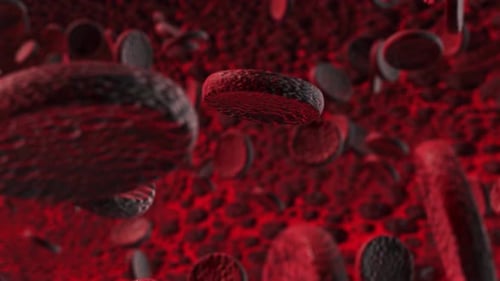 Animated Red Blood Cells Flowing Through a Bloodstream