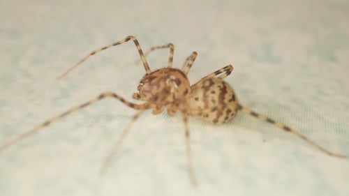 Spider trace la ligne avec sa bouche