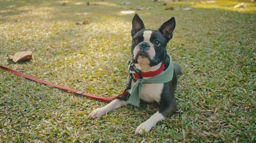 Beautiful Boston Terrier Dog Closeup Face