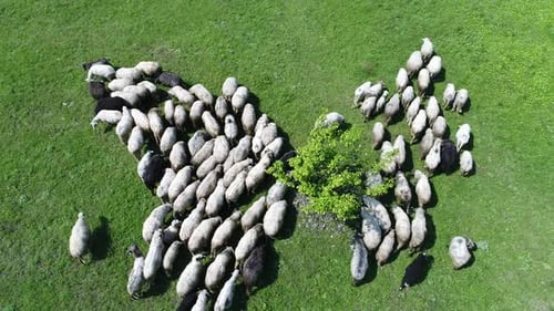 A Herd of Sheep Runs Across a Green Field in the Countryside