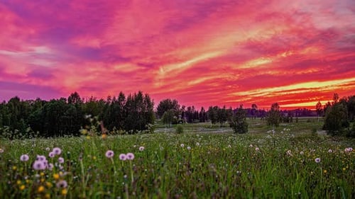 Time lapse shot of flying clouds over overgrown pasture during purple sunset at sky