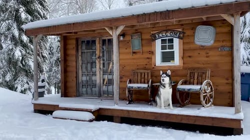 Adorable young husky sitting on porch of quaint cabin in woods with heavy snow on ground and flurrie