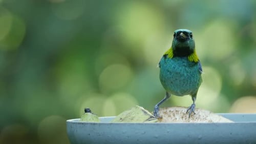 Pájaro tangara de cabeza verde comiendo fruta en el bosque atlántico, de cerca