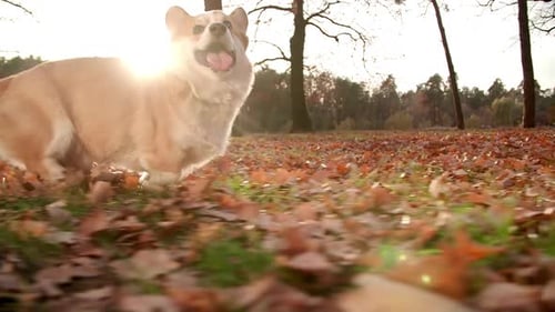 Herding Dog with Short Powerful Legs Enjoying Fresh Morning Outdoors