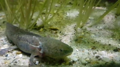 Mexikanischer Axolotl (Ambystoma mexicanum) hautnah
