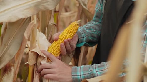 Male Farmer Breaks Off Peeled Ear of Ripe Corn From Plant with His Hand