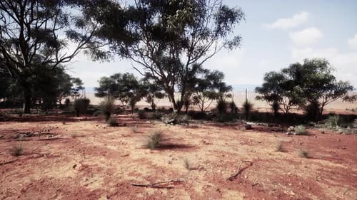 A Natural Landscape with Trees and Bushes in a Dirt Field