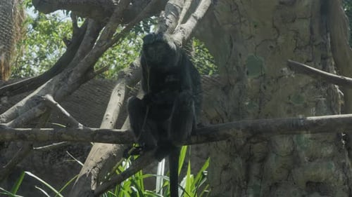 Black ebony lutung sitting on a branch and nibbling on a green twig.