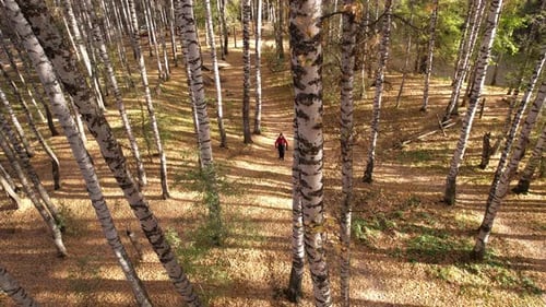 A Guy in the Autumn Forest is Walking Along Trail