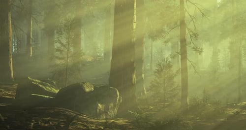 Sunlight Filters Through Ancient Trees in a Tranquil Forest Setting