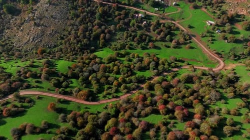 Une route au milieu de la forêt