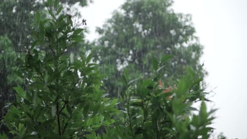 Lebendiger Regentag im Wald — Ein episches Naturabenteuer