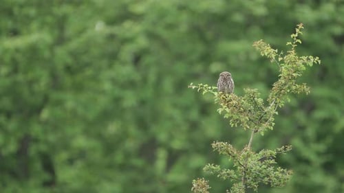 Wunderschöner kleiner Eulenvogel, der in Bäumen auf einem Ast in bunter Waldlage sitzt, Wild Bird Bl