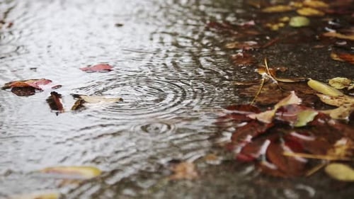Puddle in the rain on an autumn day