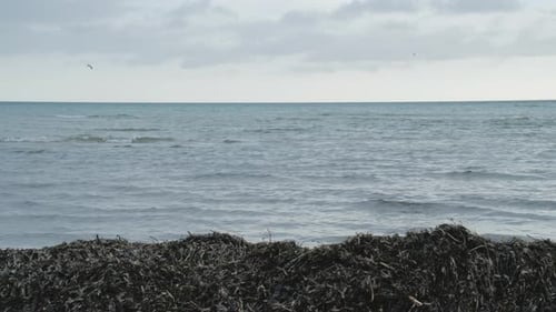 Serene Ocean View with Seaweed on Beach